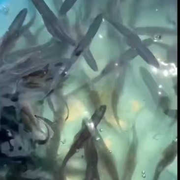衡水淡水鱼苗养殖基地直销鸭嘴鱼