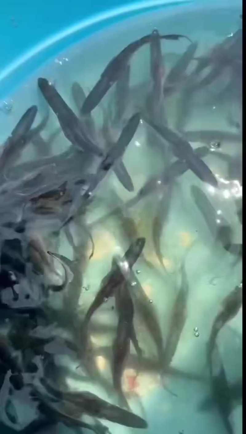 衡水淡水鱼苗养殖基地直销鸭嘴鱼