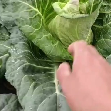 云南昭通牛心菜