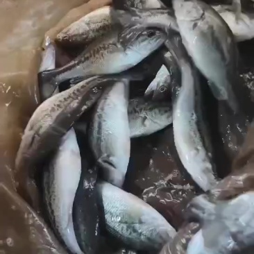 3️⃣衡水淡水鱼苗养殖基地直销