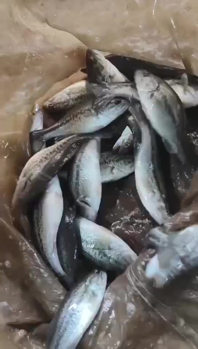 3️⃣衡水淡水鱼苗养殖基地直销