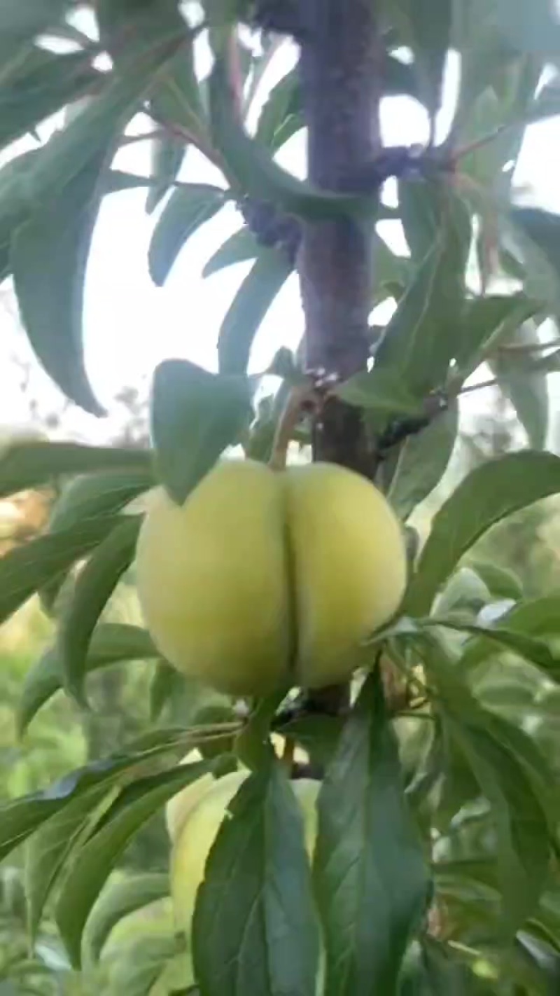 蜂糖李