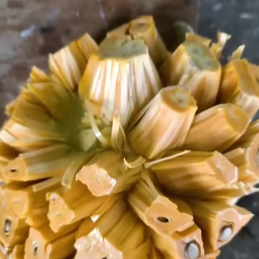海南红肉菠萝蜜