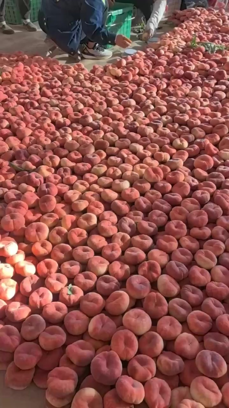 蟠十三大量上市中！硬度好甜度高！