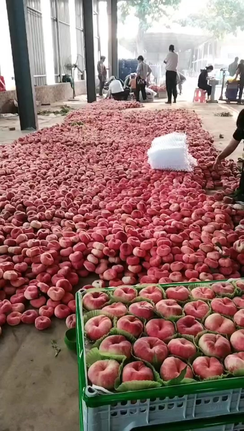 蟠十三大量上市中！硬度好甜度高！