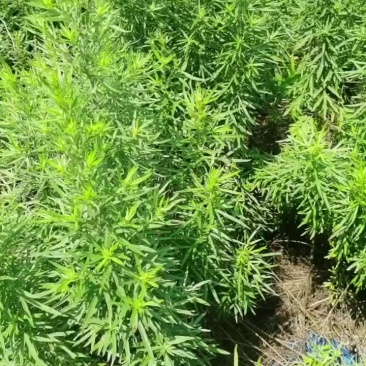野生艾草三十吨