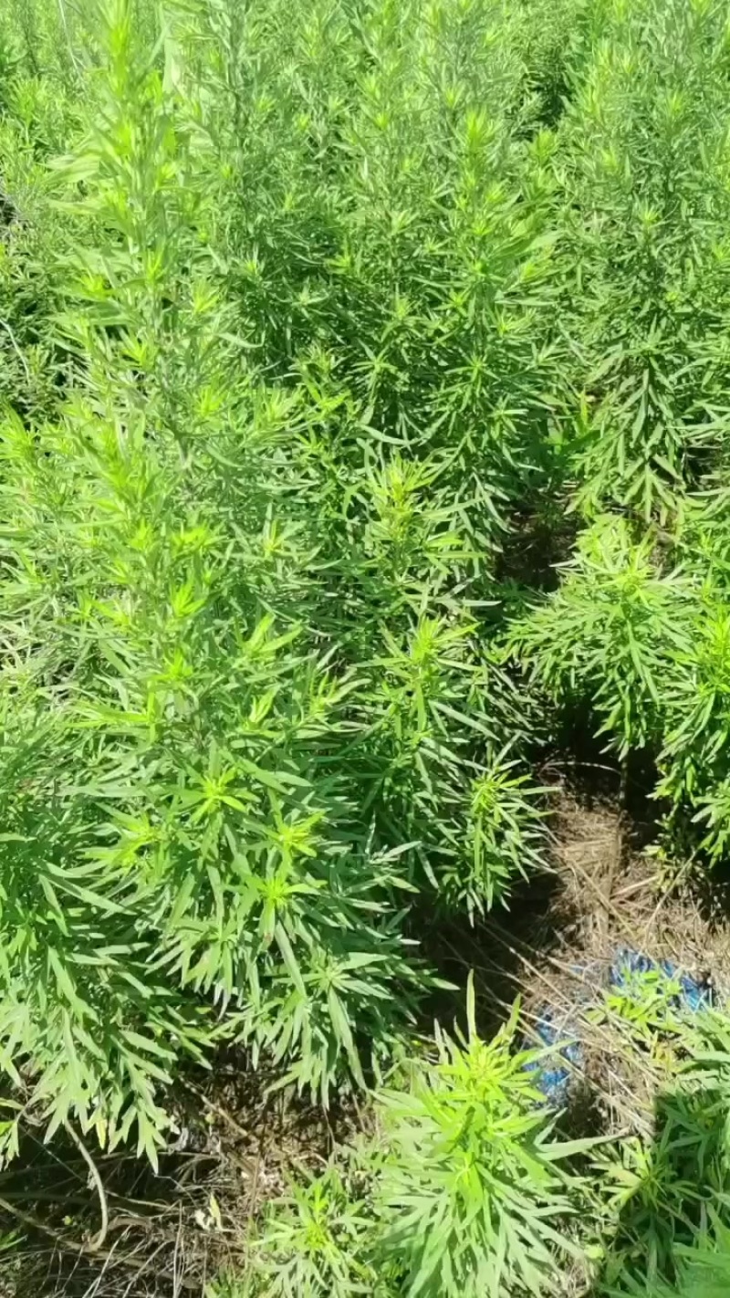 野生艾草三十吨