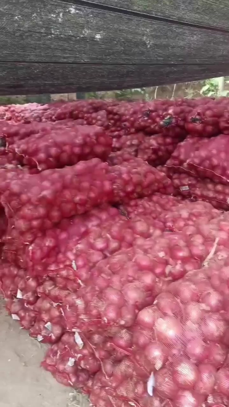 河北洋葱