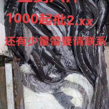 广西埃及源头批发