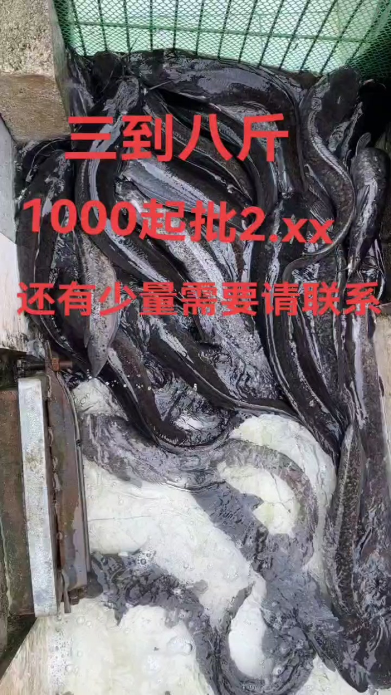 广西埃及源头批发