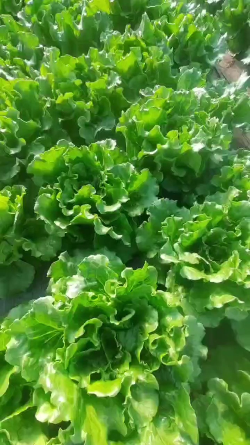 产地各种生菜需要的联系电话联系