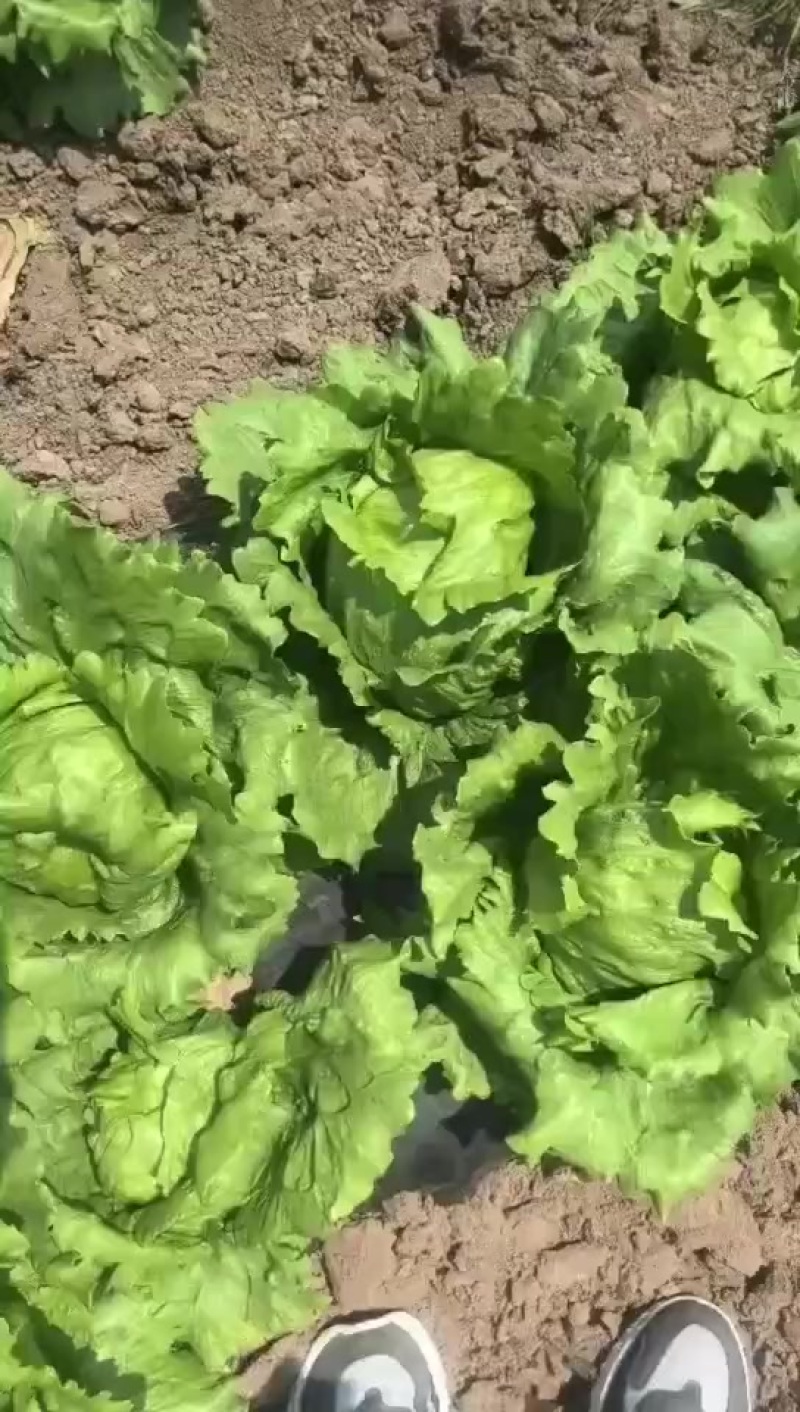 产地各种生菜需要的联系电话联系