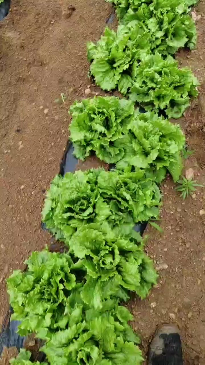 产地各种生菜需要的联系电话联系