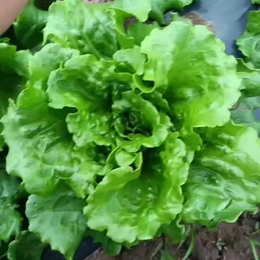 产地各种生菜需要的联系电话联系