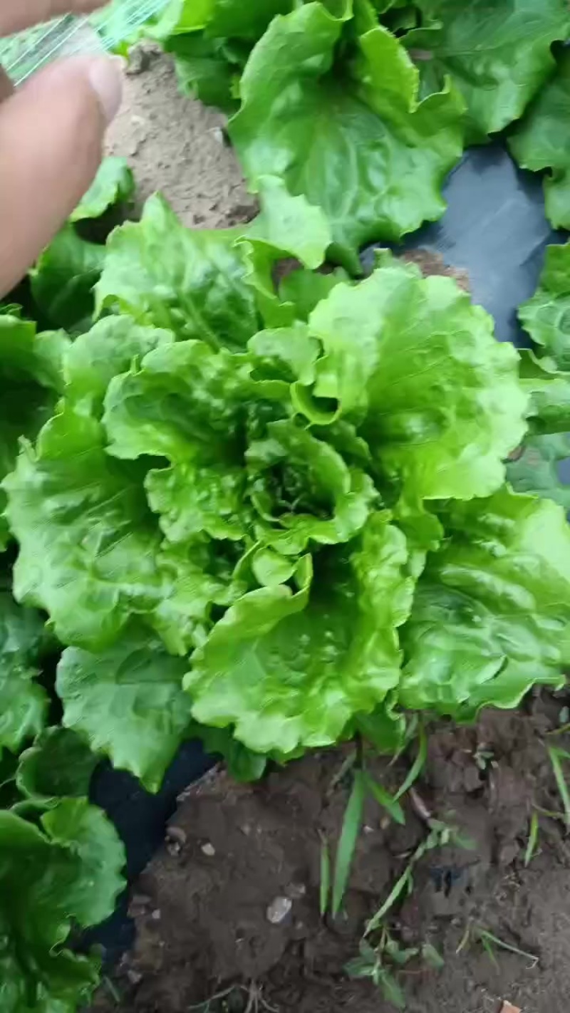产地各种生菜需要的联系电话联系