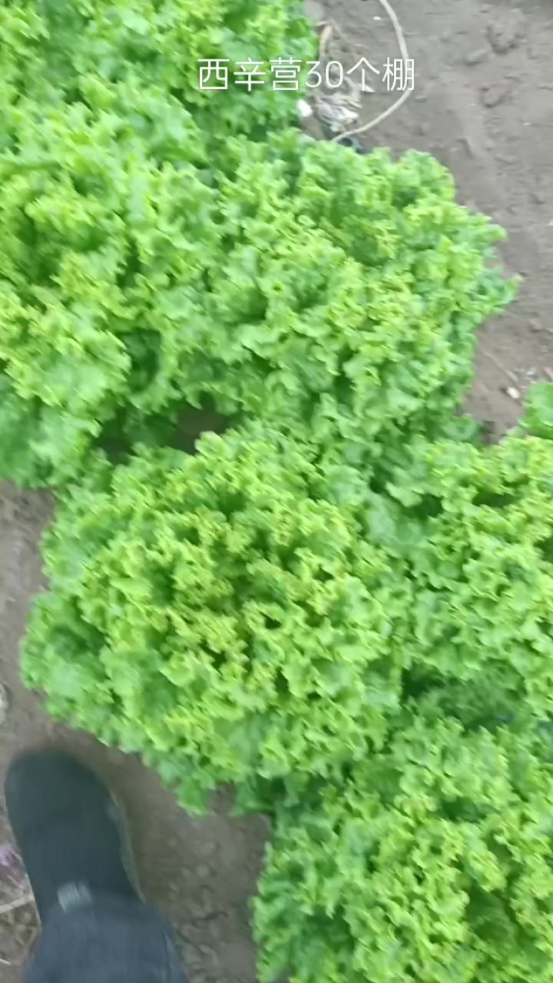 产地各种生菜需要的联系电话联系