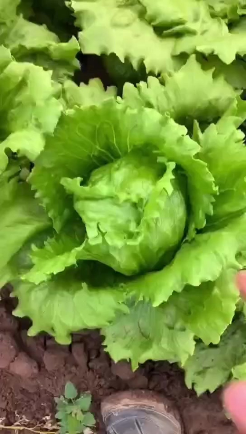 产地各种生菜需要的联系电话联系