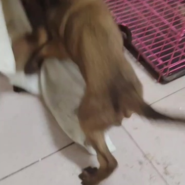 马犬幼崽