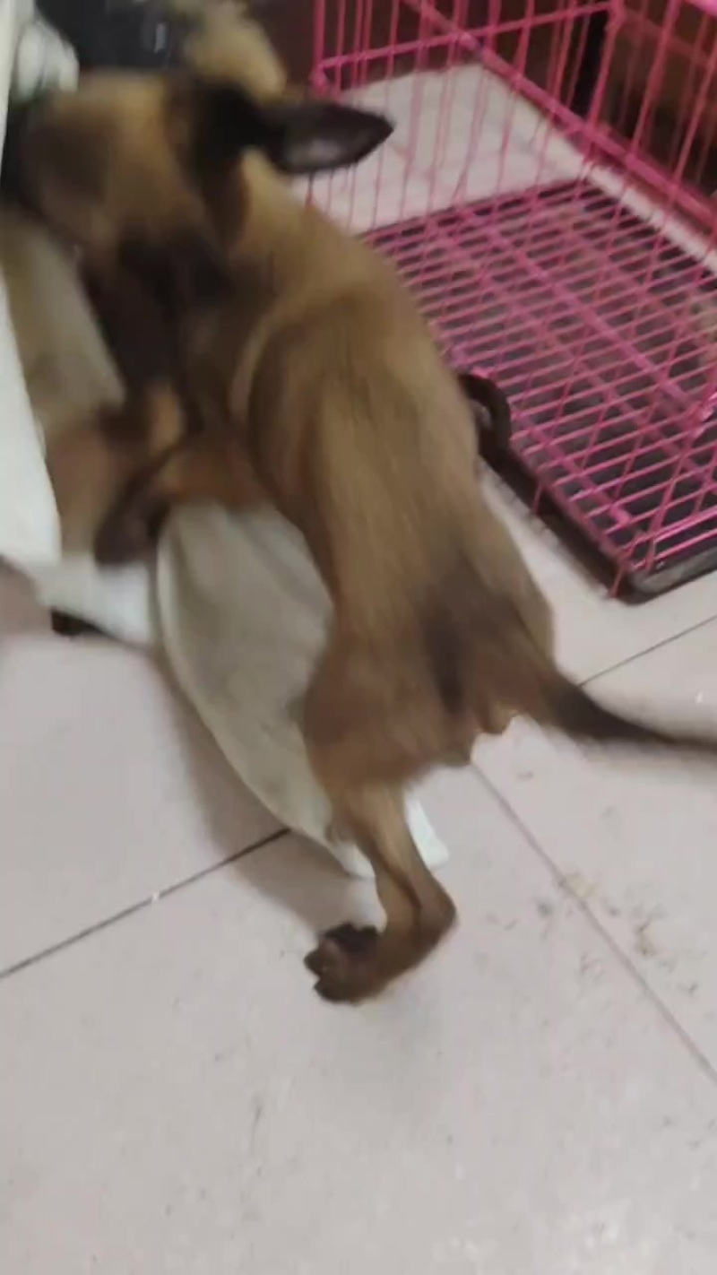 马犬幼崽