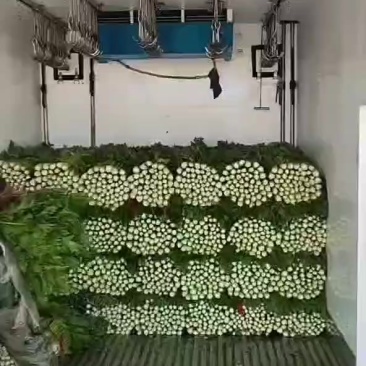 五月份到十月份大量有货，，高原芹菜，，欢迎各地客商前来选