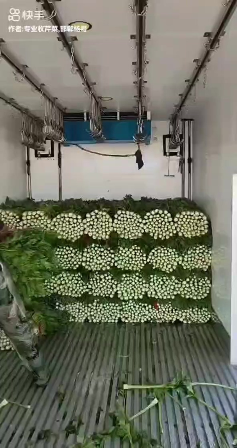 五月份到十月份大量有货，，高原芹菜，，欢迎各地客商前来选