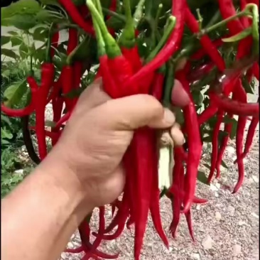 三号线椒