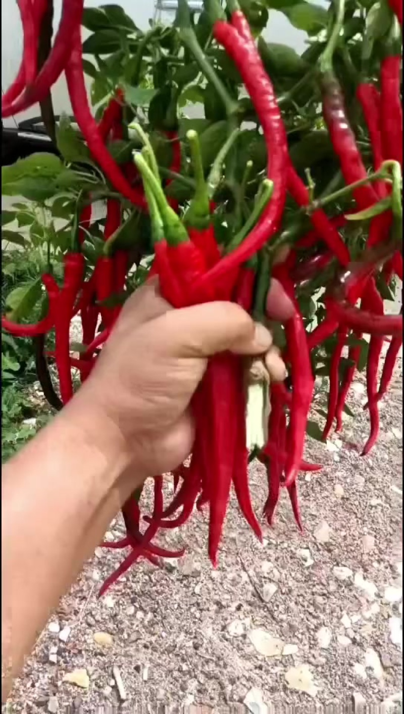 三号线椒