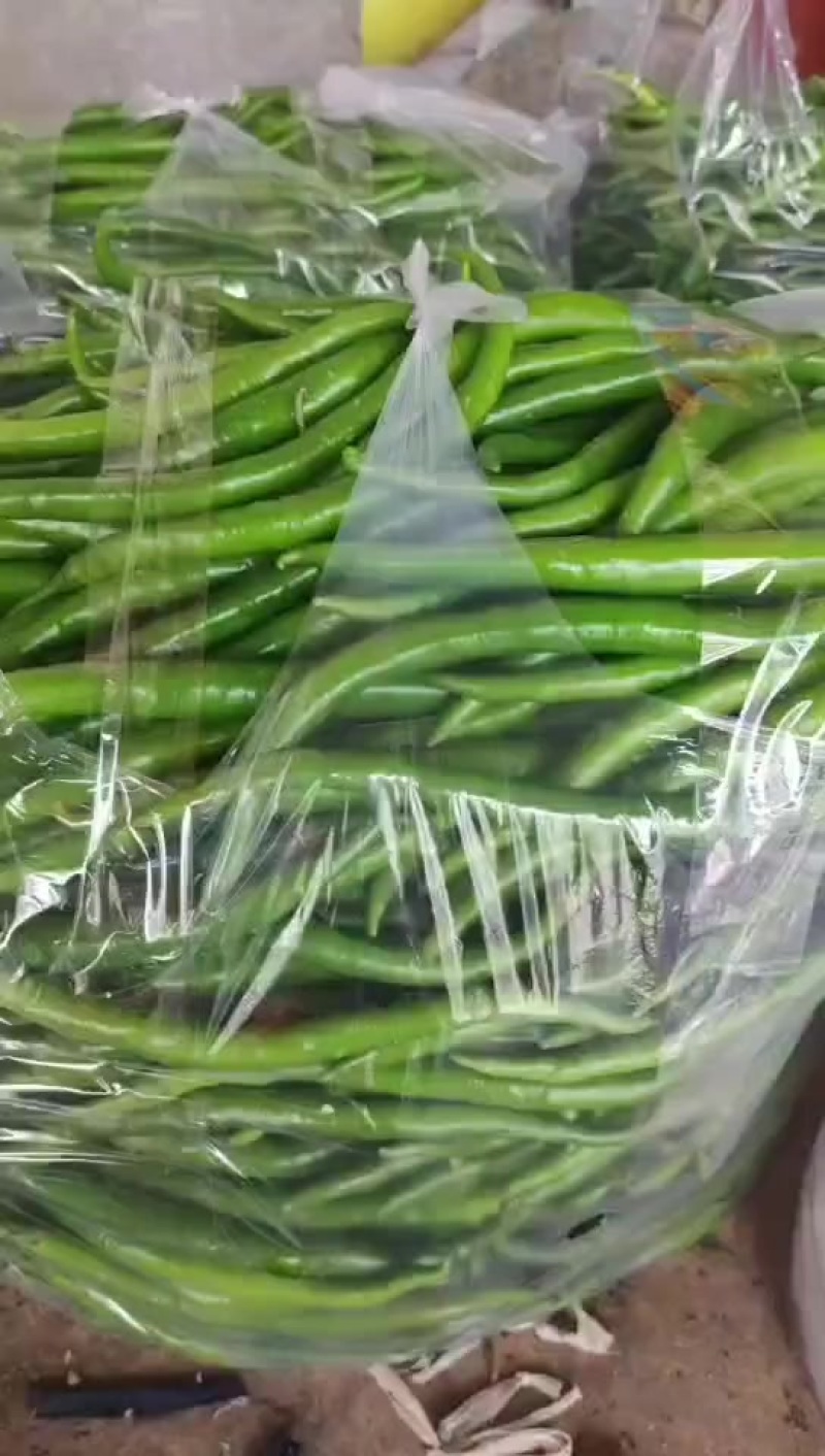 三号线椒