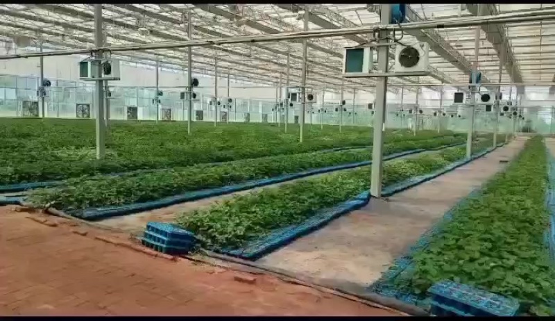 脱毒草莓苗