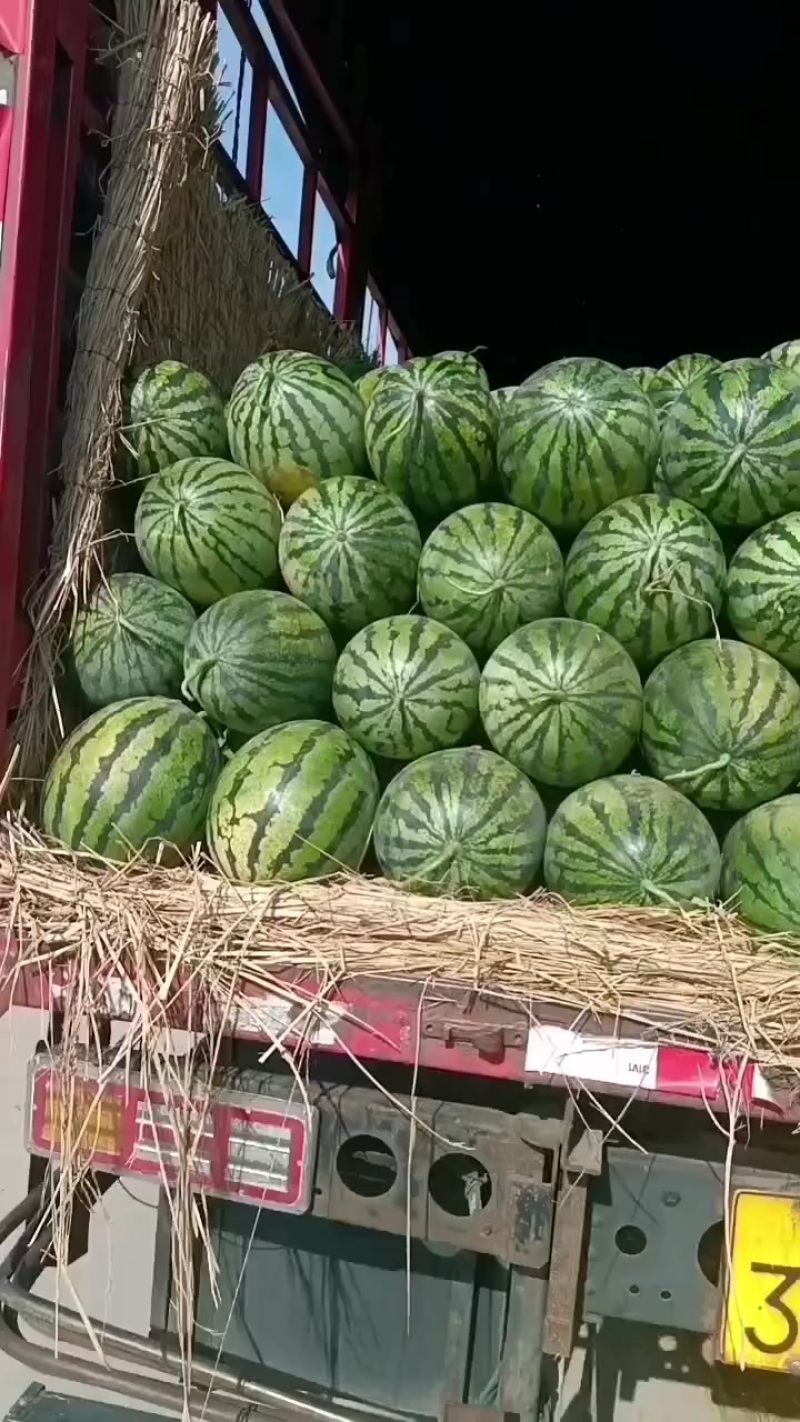 大棚甜王