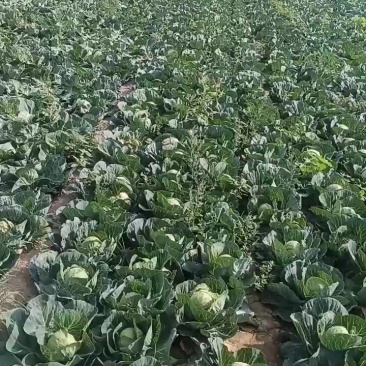 清丰县六塔镇甘蓝包菜