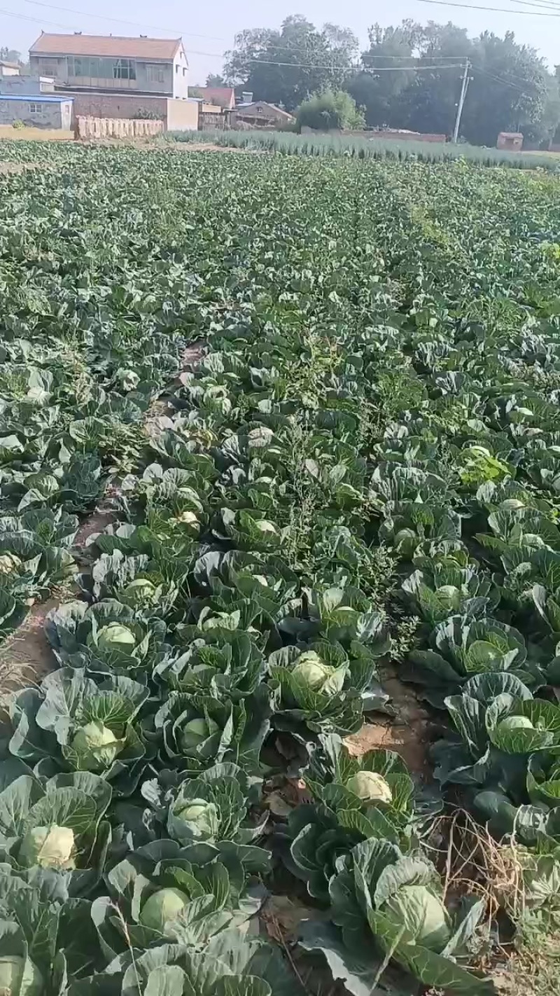 清丰县六塔镇甘蓝包菜