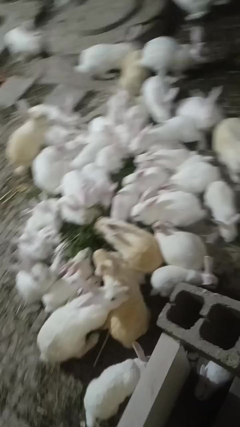 散养兔子