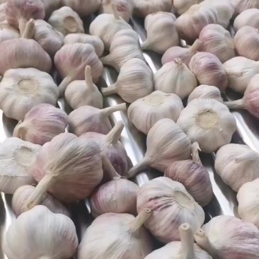 大蒜邳州净蒜个大饱满高质量产地直发精心筛选