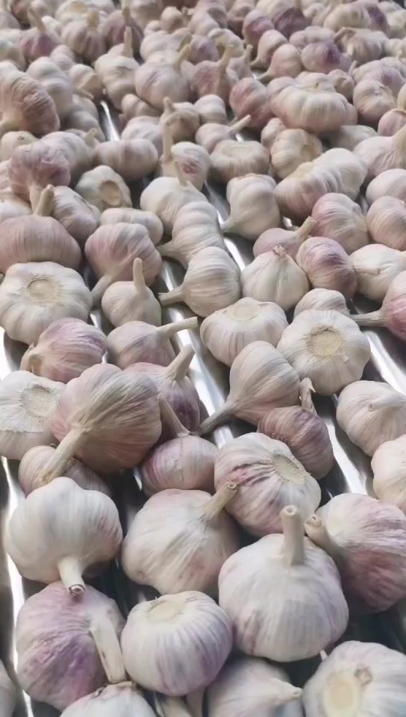大蒜邳州净蒜个大饱满高质量产地直发精心筛选