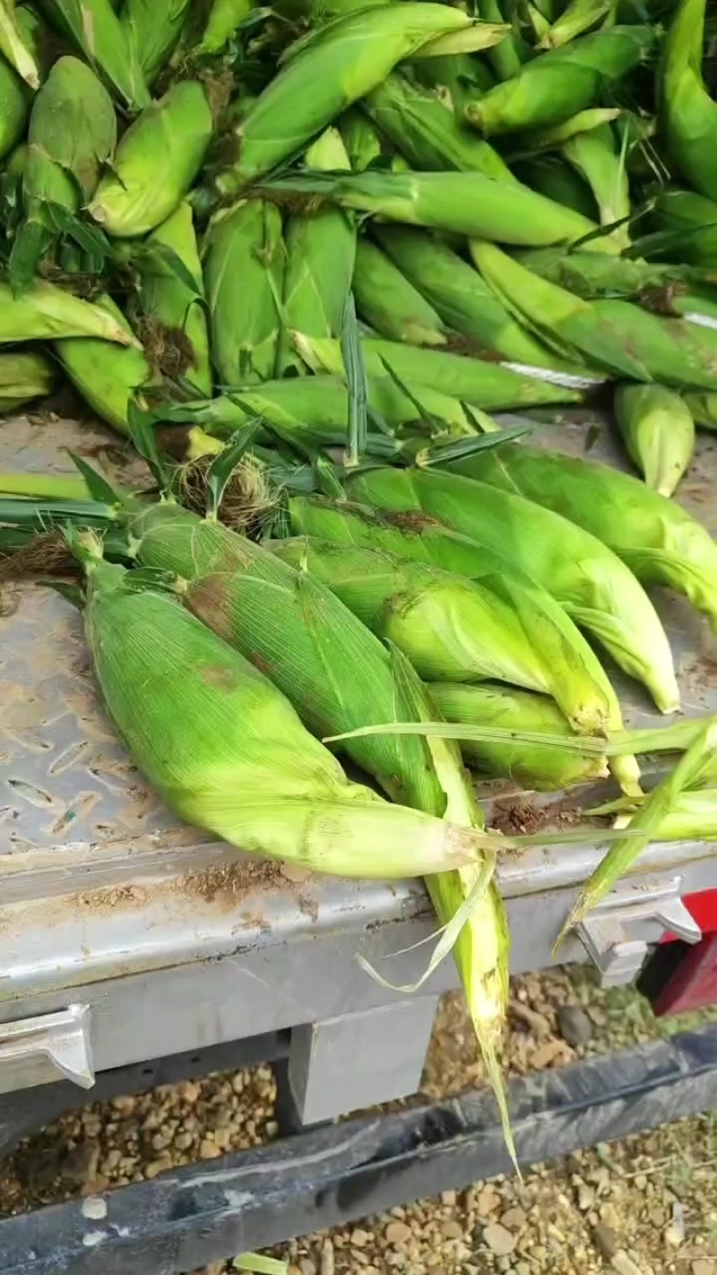 太阳花水果玉米，个个颗粒饱满，需要的联系