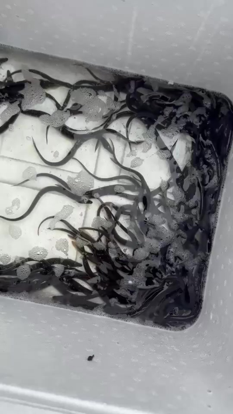 精品鳗鱼苗，规格匀称，活力满满