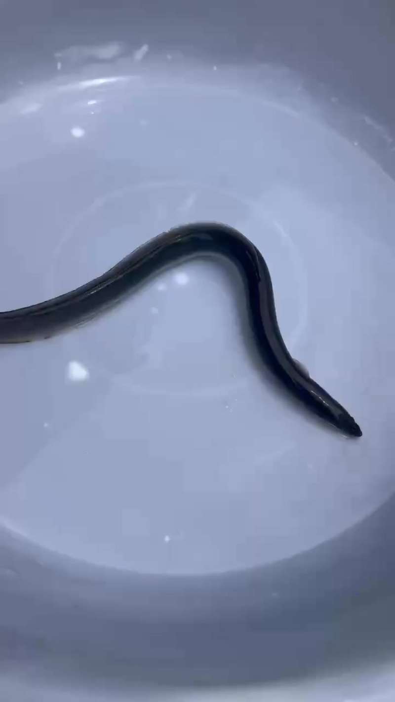 精品鳗鱼苗，规格匀称，活力满满
