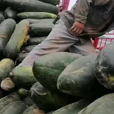 精品青皮地冬瓜