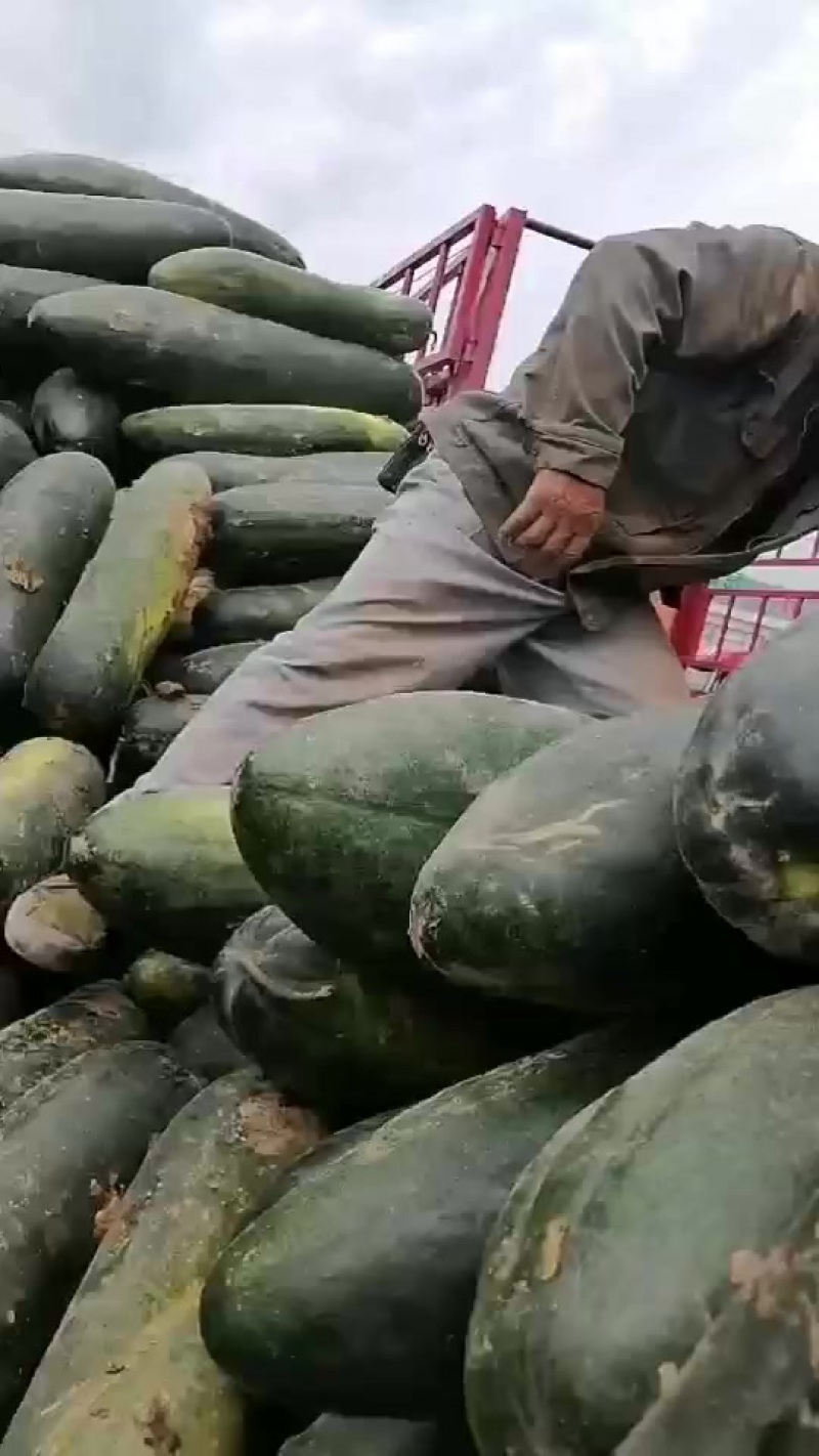 精品青皮地冬瓜
