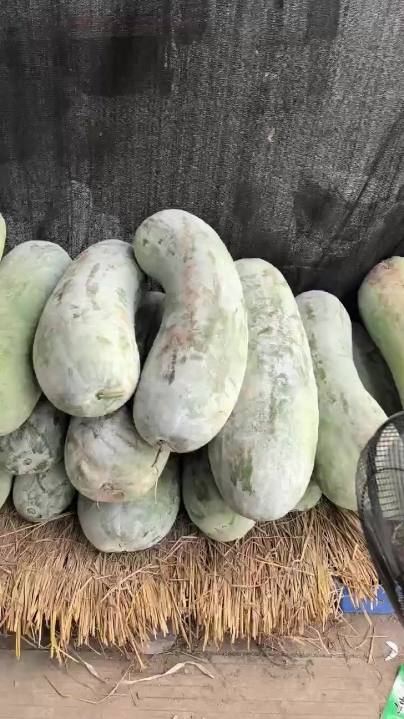 精品白瓜