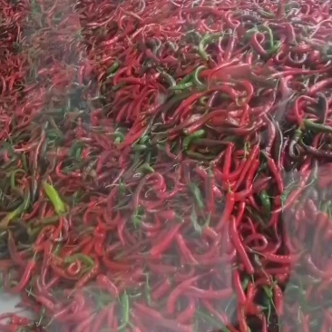 纯红湘妍15号有45000斤货急售
