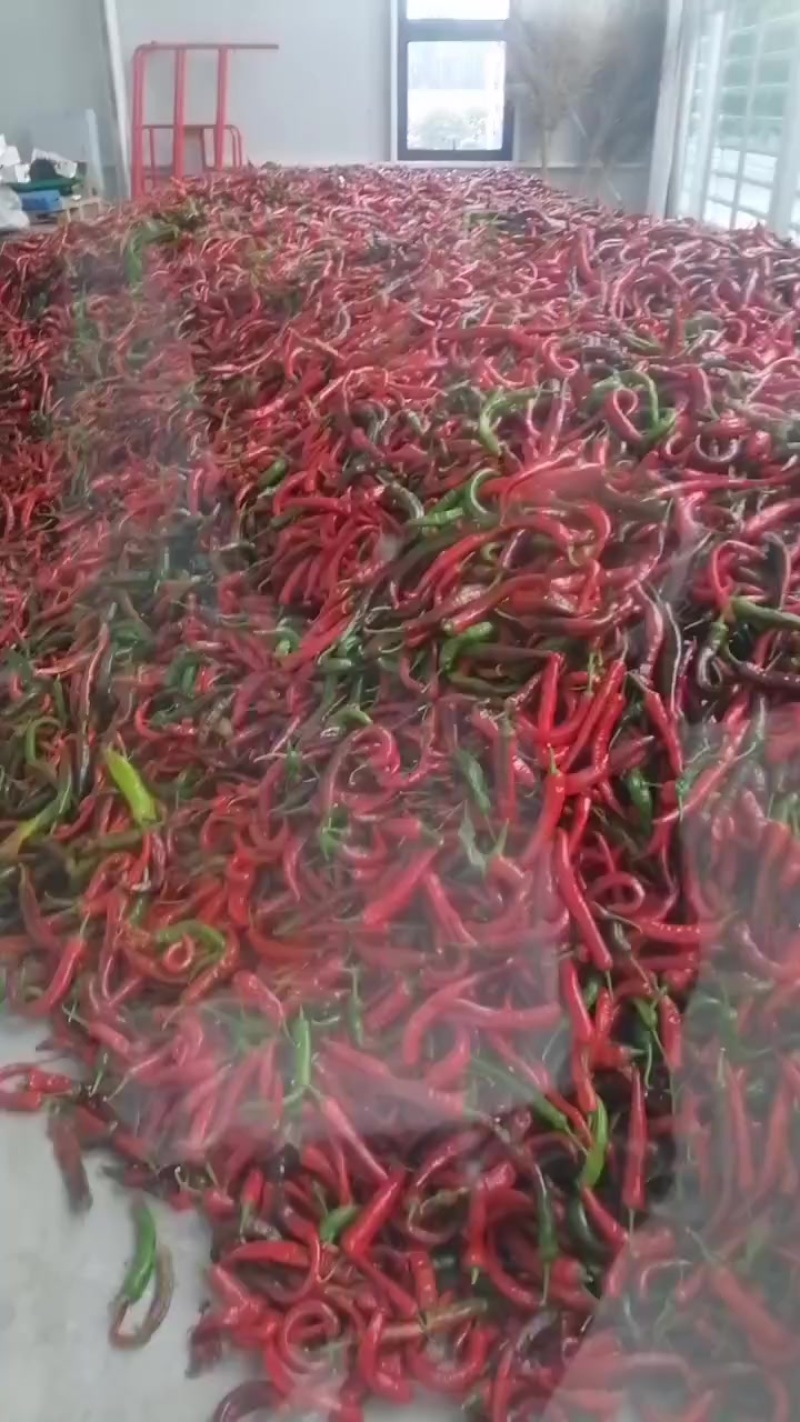 纯红湘妍15号有45000斤货急售