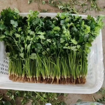河北唐山中叶铁杆香菜，规格28-32