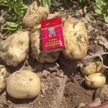 土豆