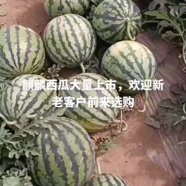 山西忻州麒麟西瓜大量上市欢迎新老客户前来选购