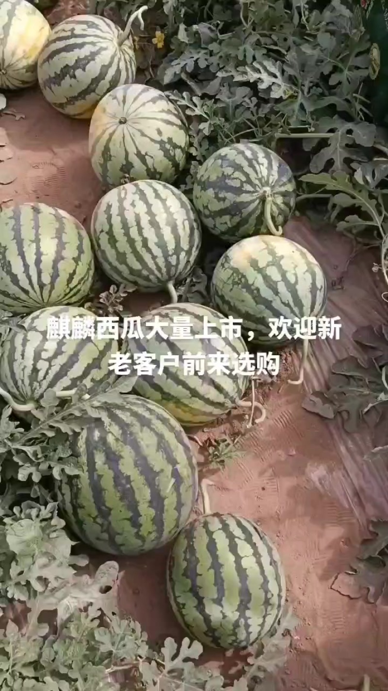 山西忻州麒麟西瓜大量上市欢迎新老客户前来选购