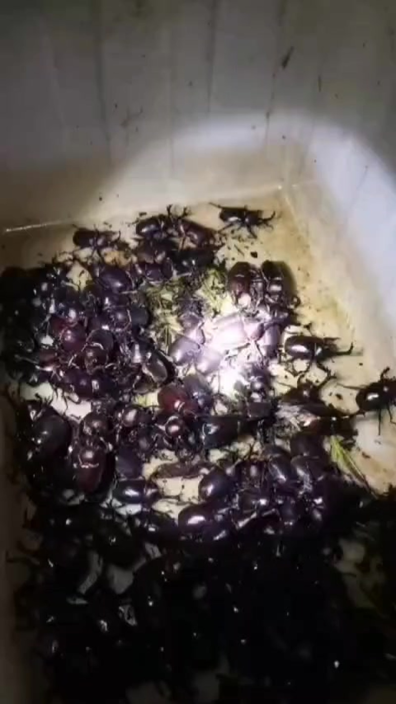 独角仙