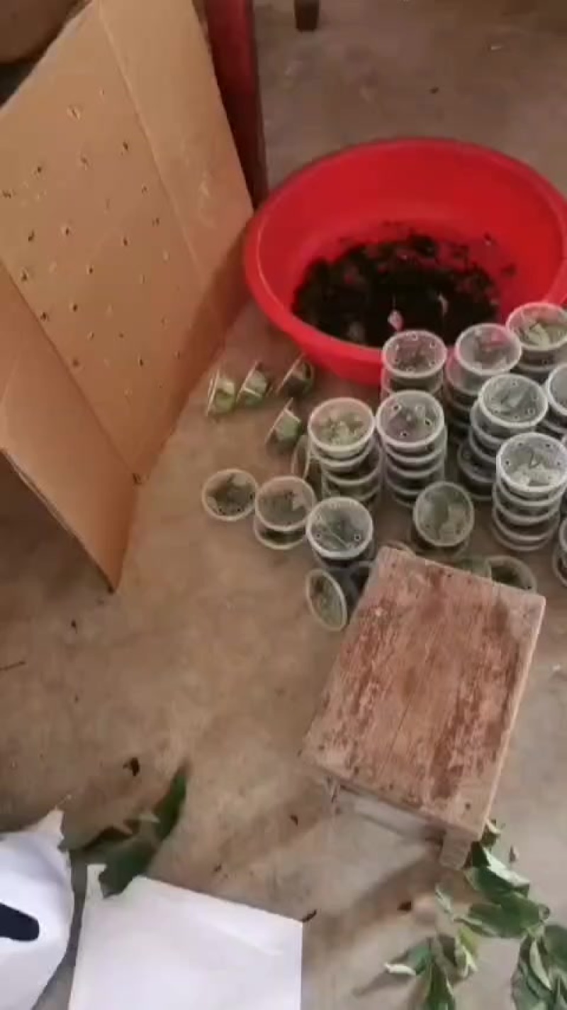 独角仙