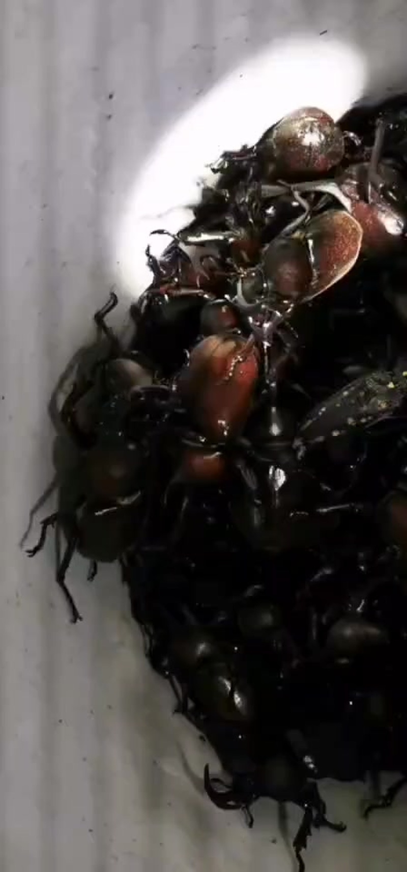 独角仙